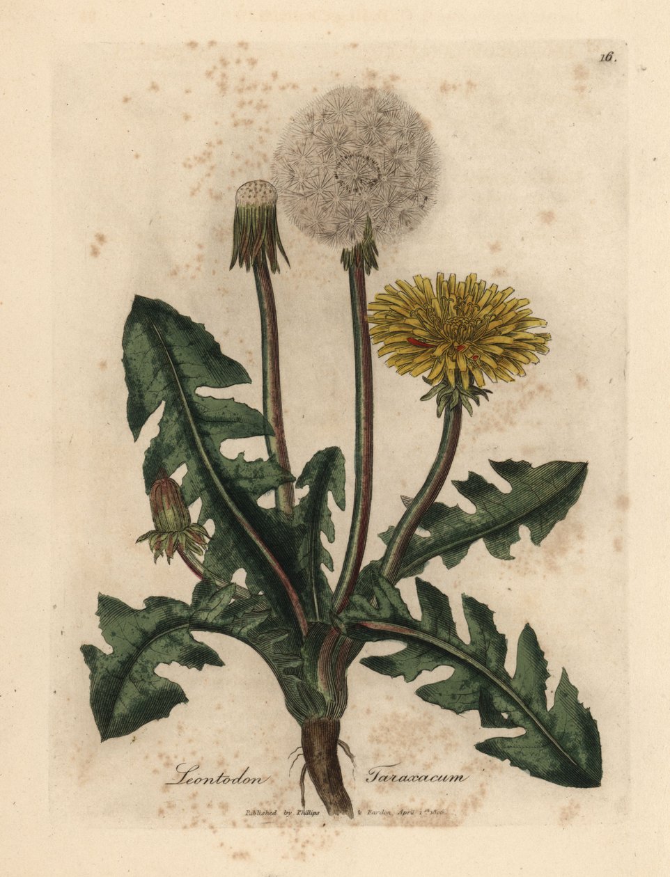 Gulblomstret vanlig løvetann, Leontodon taraxacum av James Sowerby