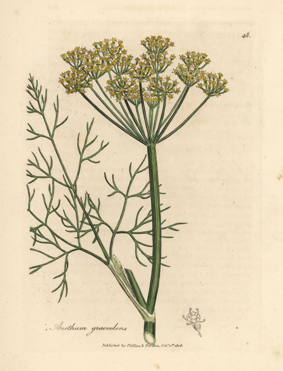 Gulblomstret dill, Anethum graveolens av James Sowerby