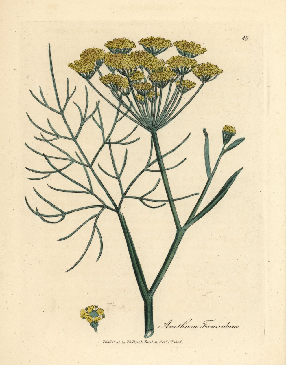 Gulblomstret fennikel, Anethum foeniculum av James Sowerby
