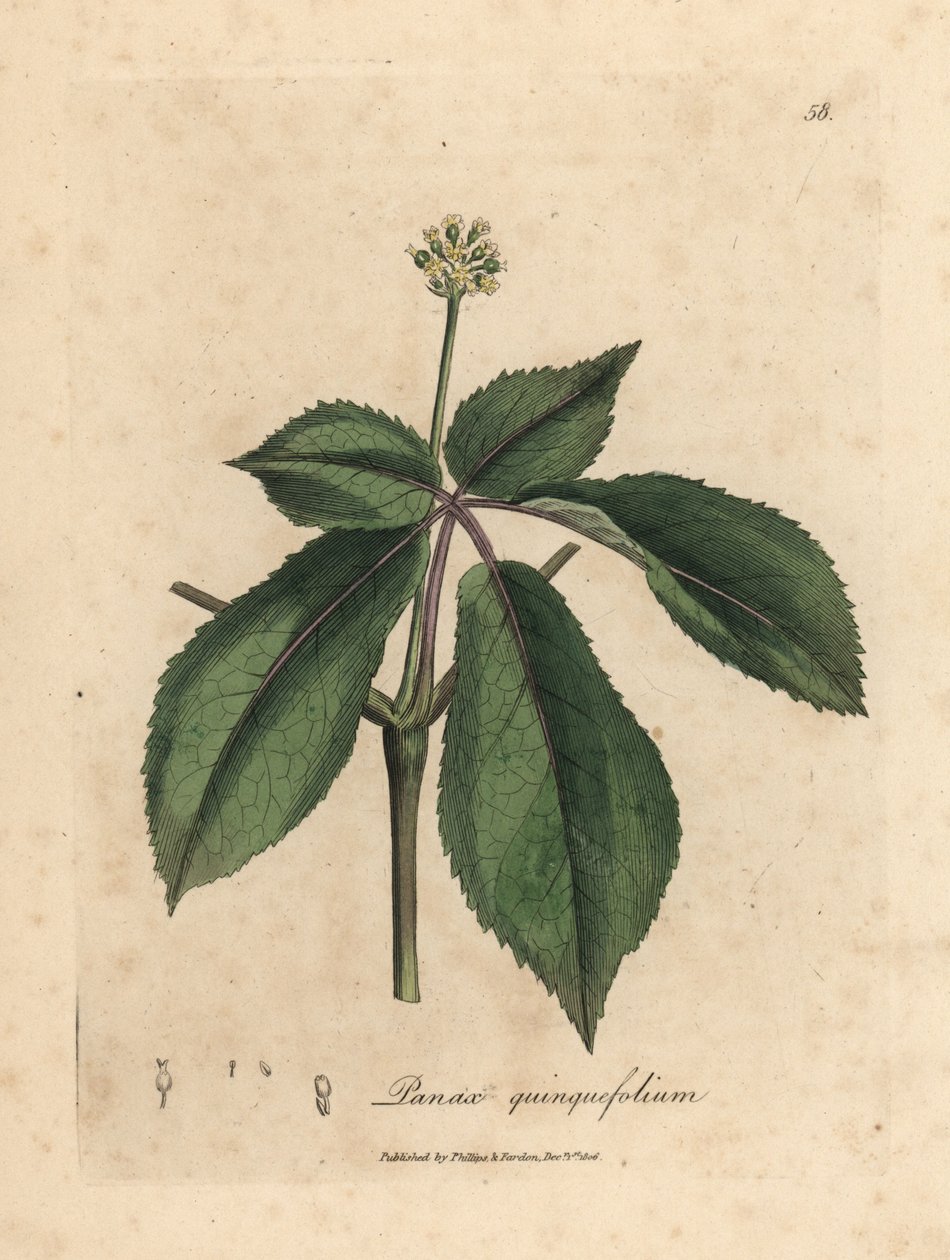 Gulblomstret ginsengplante, Panax quinquefolium av James Sowerby