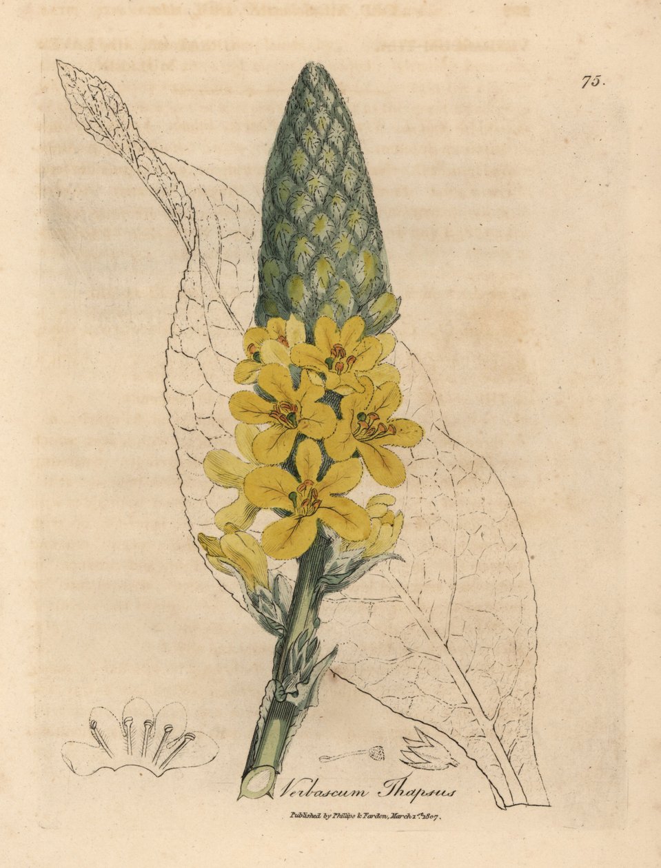 Gulblomstret stor bredbladet mullein, Verbascum thapsus av James Sowerby