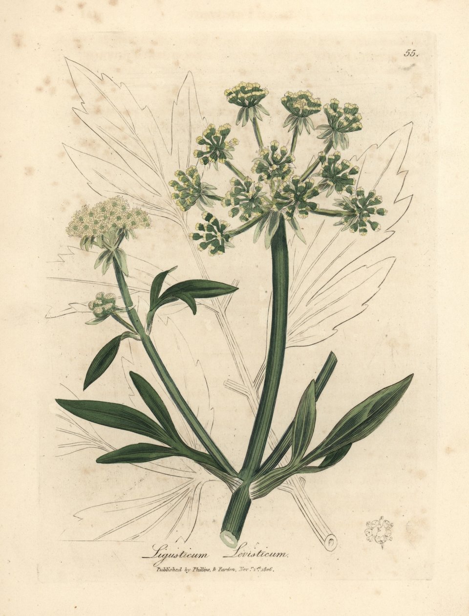 Gulblomstret løvstikke, Ligusticum levisticum av James Sowerby