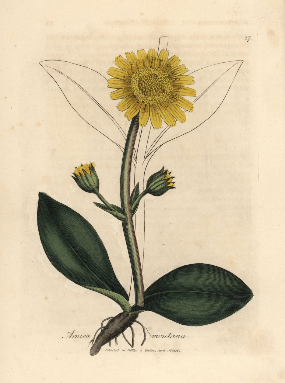 Gulblomstret fjellarnica, Arnica montana av James Sowerby