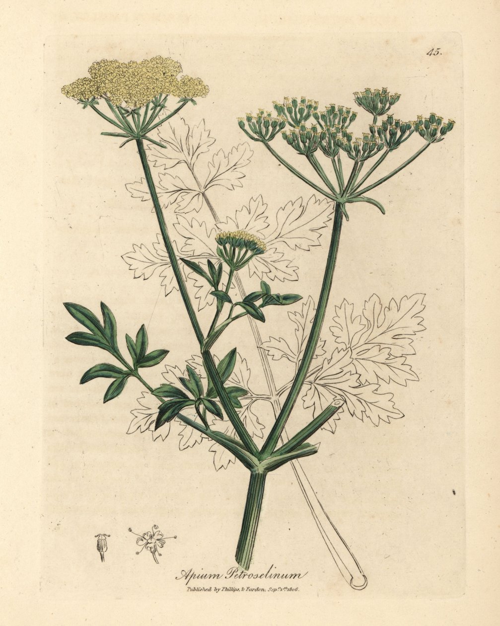 Gulblomstret persille, Apium petroselinum av James Sowerby