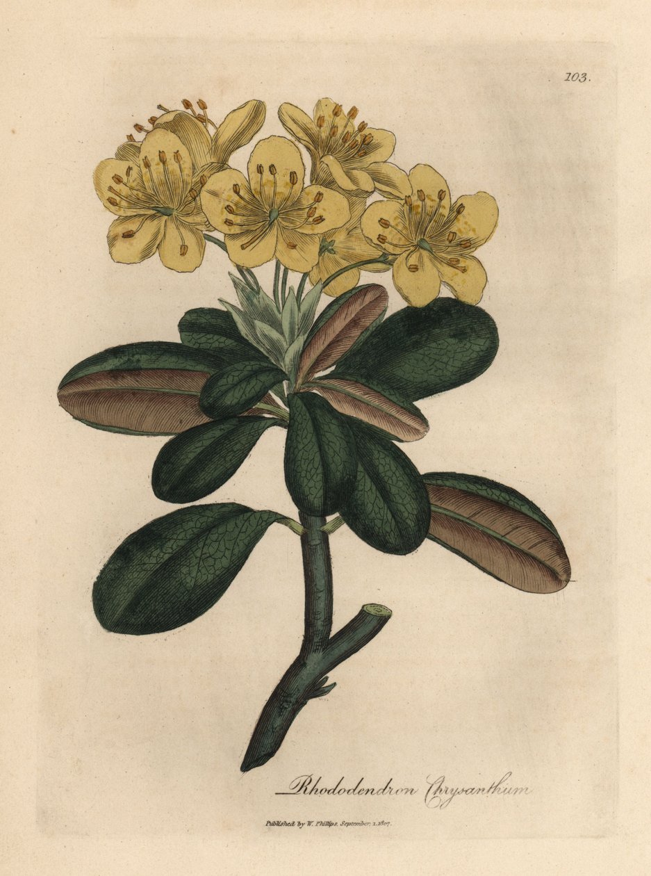 Gulblomstret rhododendron, Rhododendron krysantemum av James Sowerby