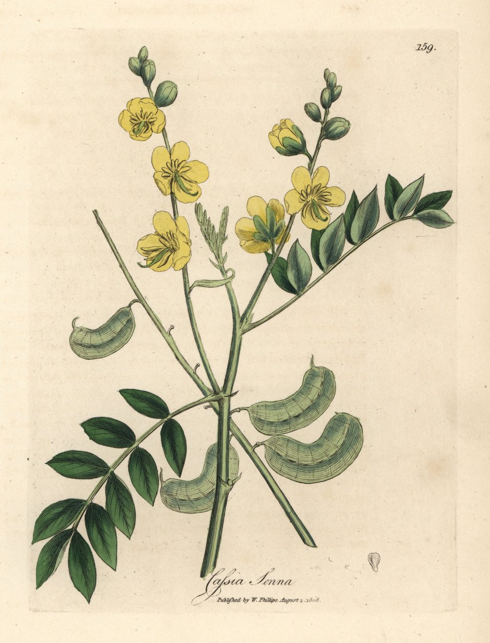 Gulblomstret senna eller egyptisk kassia med frøkapsler, Cassia senna av James Sowerby