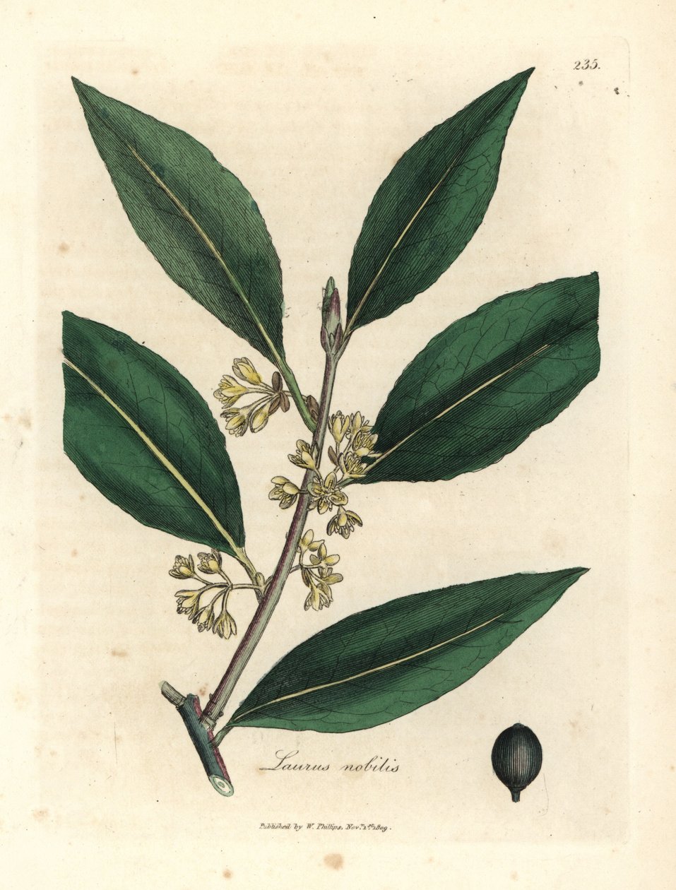 Gulblomstrede søte laurbærblad, Laurus nobilis av James Sowerby