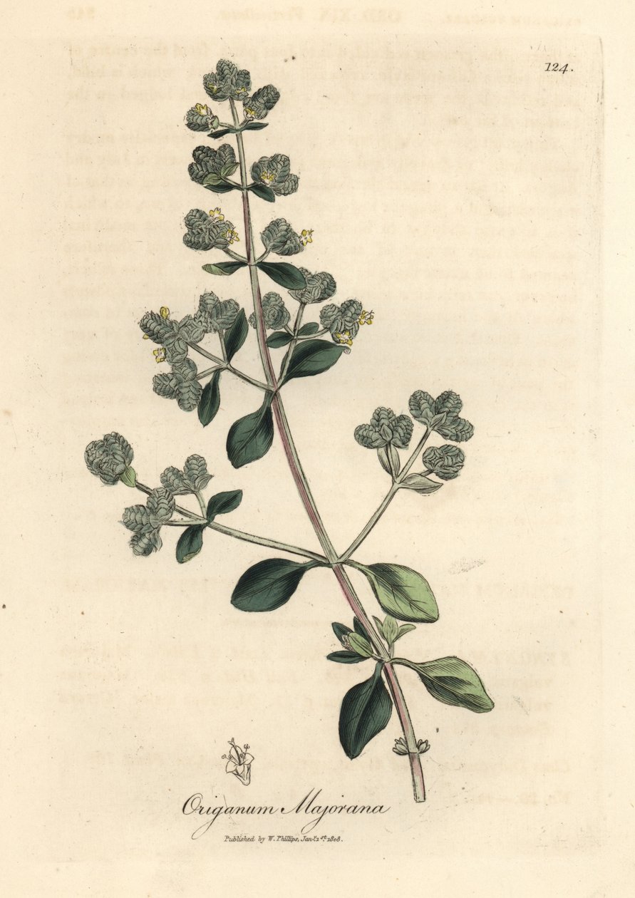 Gulblomstret søt merian, Origanum majorana av James Sowerby