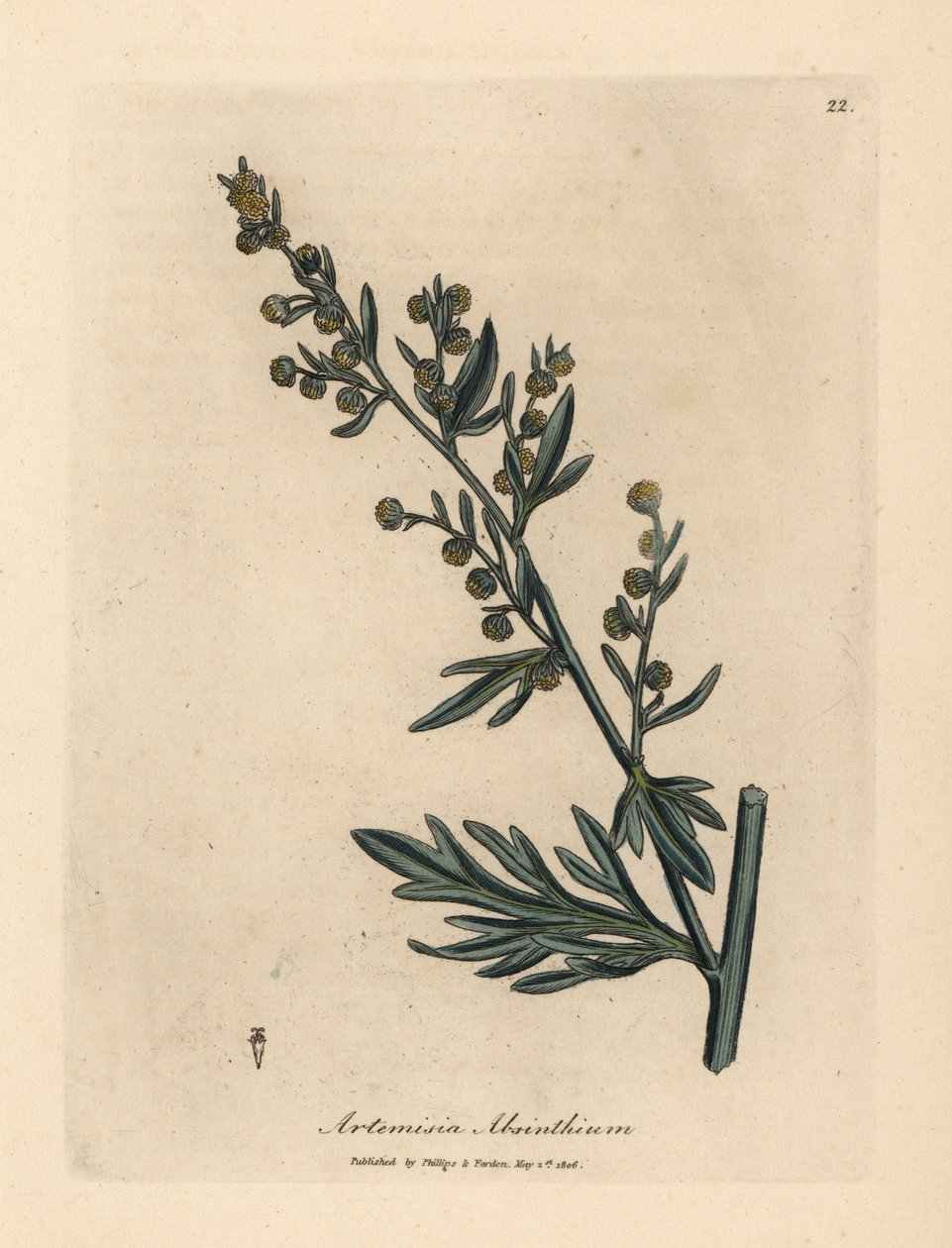 Gulblomstret malurt, Artemisia absinthium av James Sowerby
