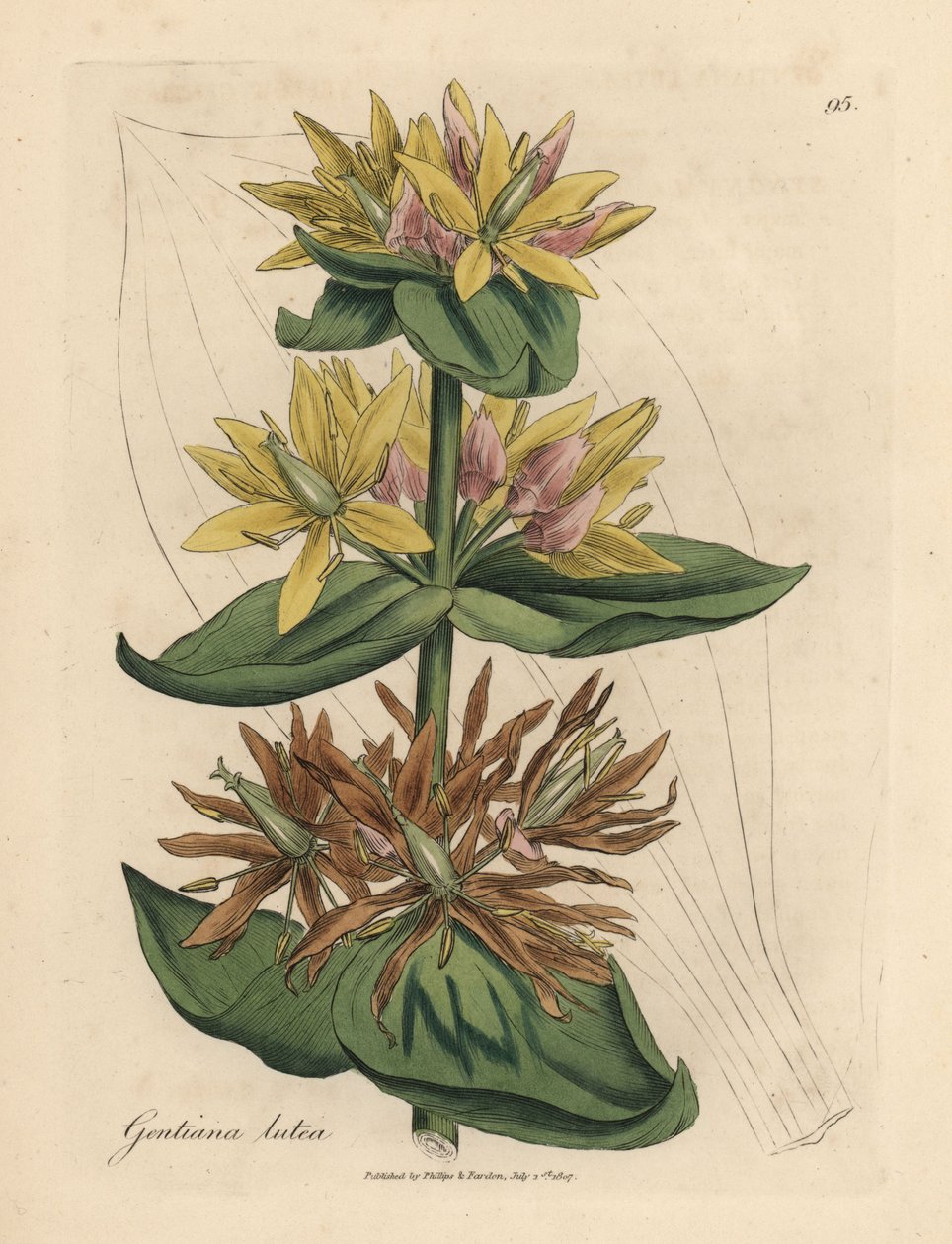 Gul gentian, Gentiana lutea av James Sowerby