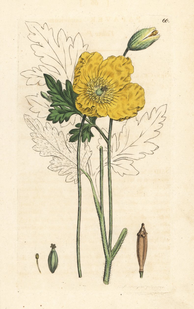 Gul eller walisisk valmue, Papaver cambricum (gul valmue). Håndfarget kobberstikk etter en illustrasjon av James Sowerby fra James Smith's English Botany, London av James Sowerby