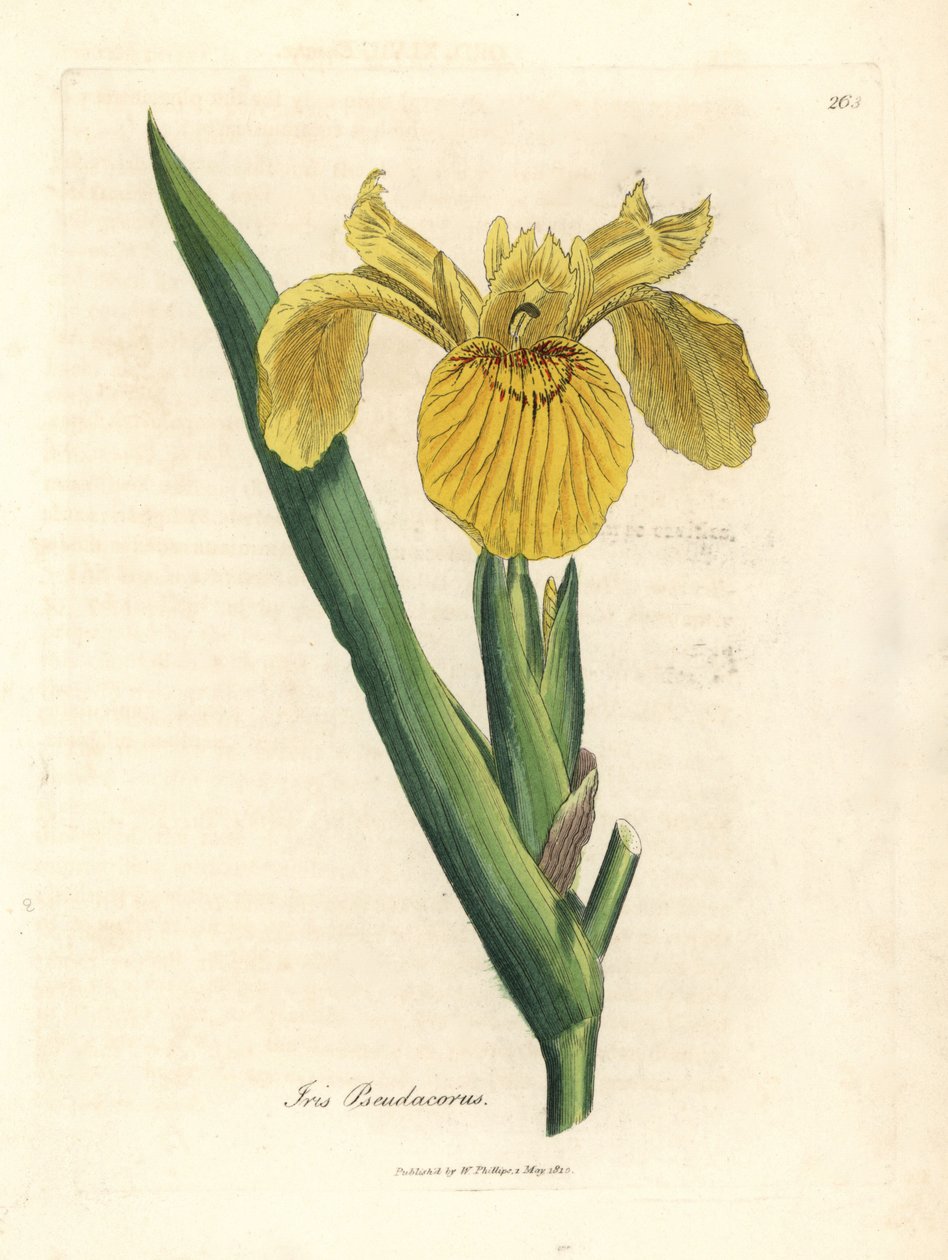 Gult vannflagg, Iris pseudocorus av James Sowerby