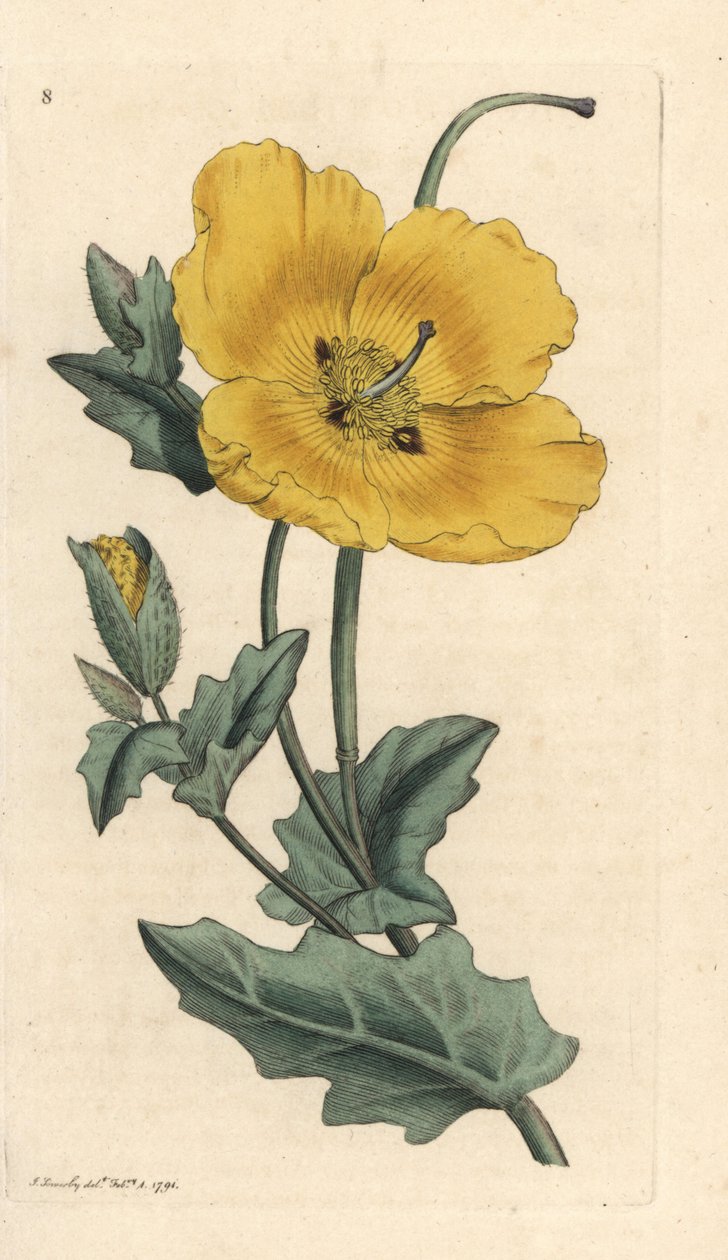 Gulhornvalmue, Glaucium flavum (Chelidonium glaucium) Håndfarget kobberstikk etter en illustrasjon av James Sowerby fra James Smith's English Botany, London av James Sowerby