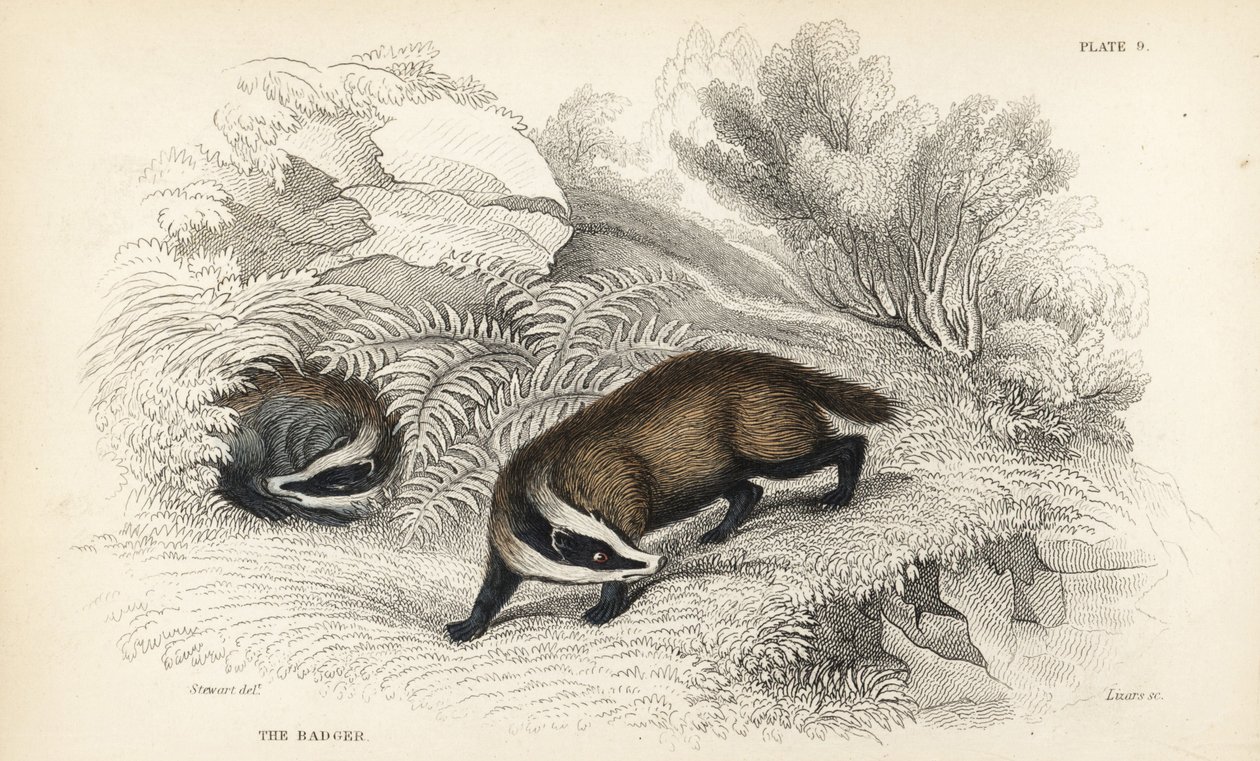 Europeisk grevling, Meles meles (Meles taxus). Håndfarget stålgravering av Lizars etter en illustrasjon av James Stewart fra William Jardines Naturalist