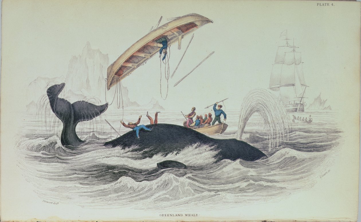 Greenland Whale, bokillustrasjon gravert av William Home Lizars (1788-1859) av James Stewart