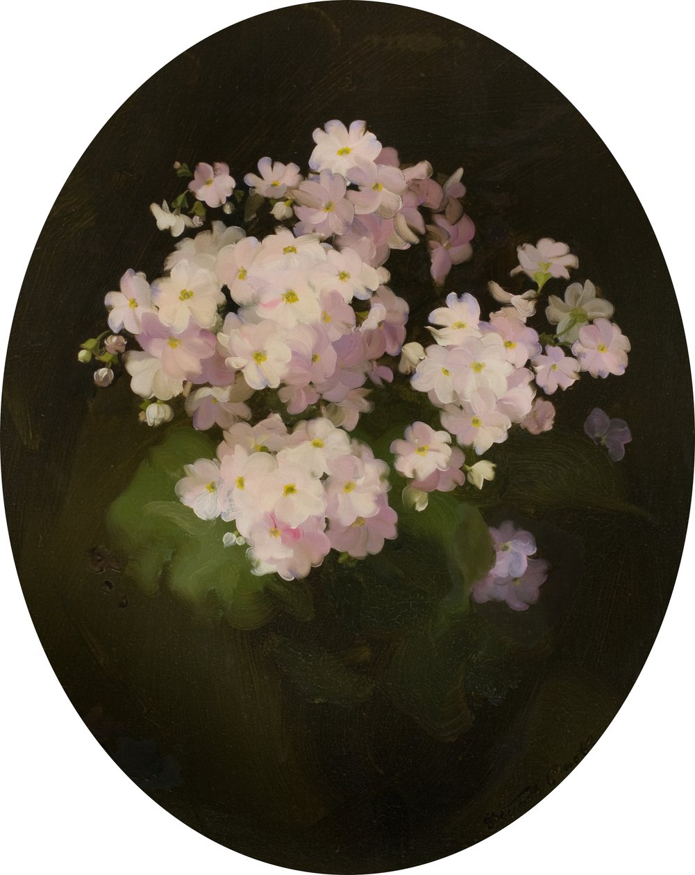 Primulas, 1900-tallet (olje på lerret) av James Stuart Park