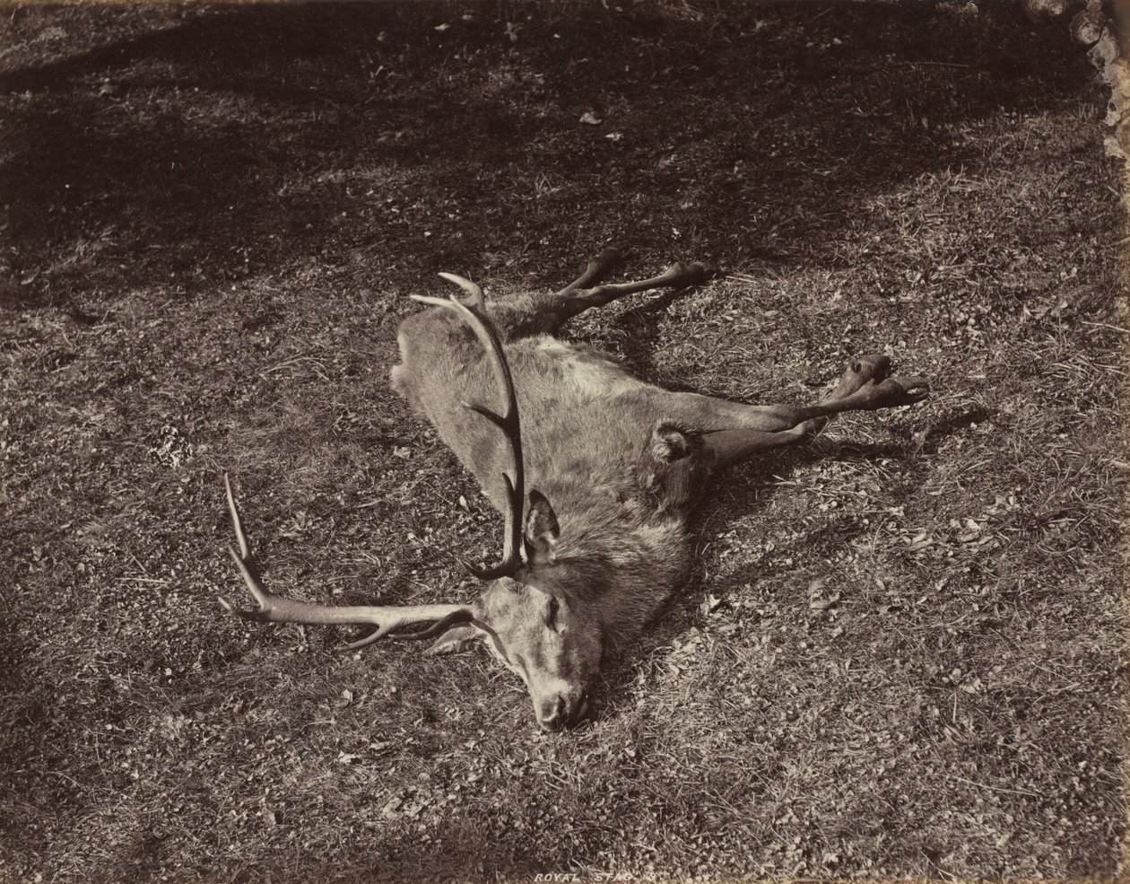 The Royal Stag, ca. 1870. av James Valentine