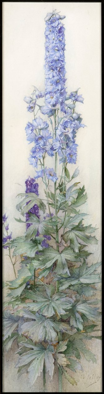 Delphiniums, ca. 1920 av James Valentine Jelley