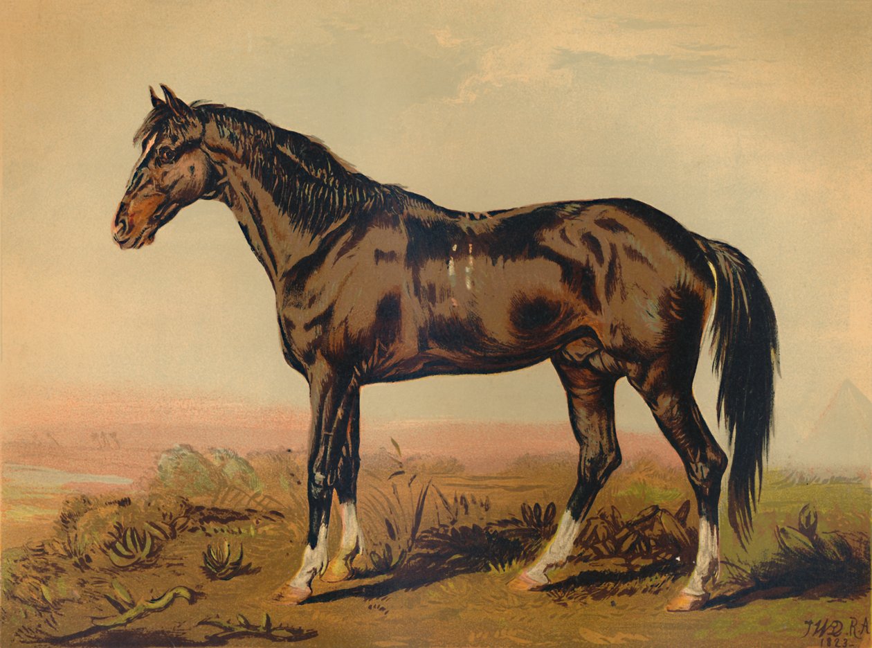 En Dongolahest, c1850, c1879. av James Ward