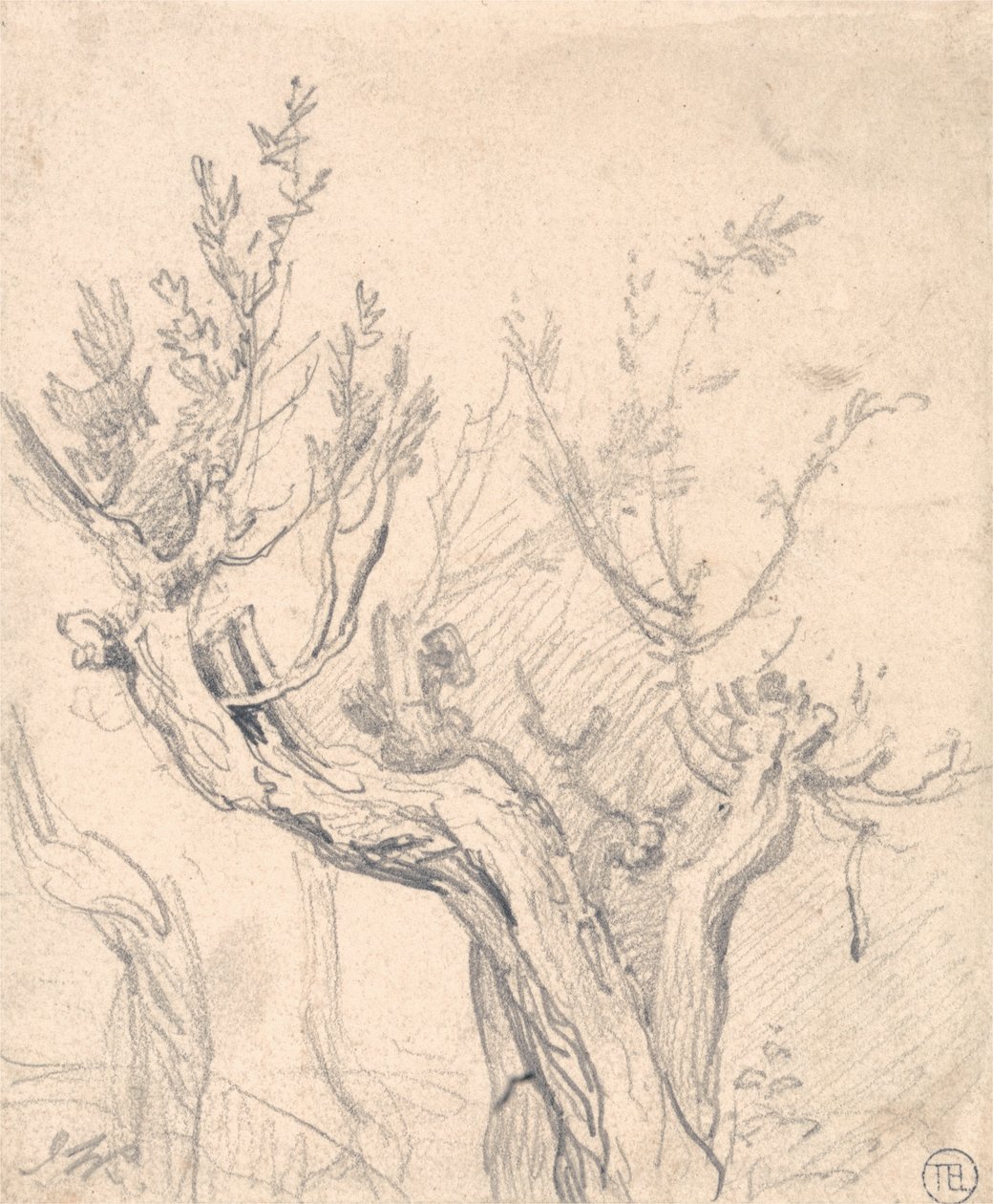 Et knudrete tre av James Ward
