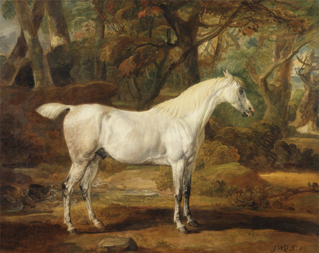 A Grey Arabian Stallion, eiendommen til Sir Watkin Williams-Wynn, ca. 1815-20 (olje på lerret) av James Ward
