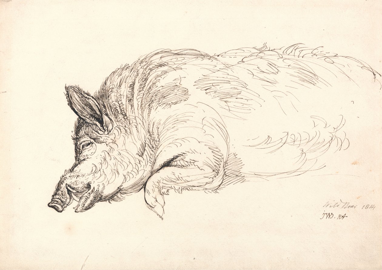 Et villsvin, sovende eller død, 1814 av James Ward