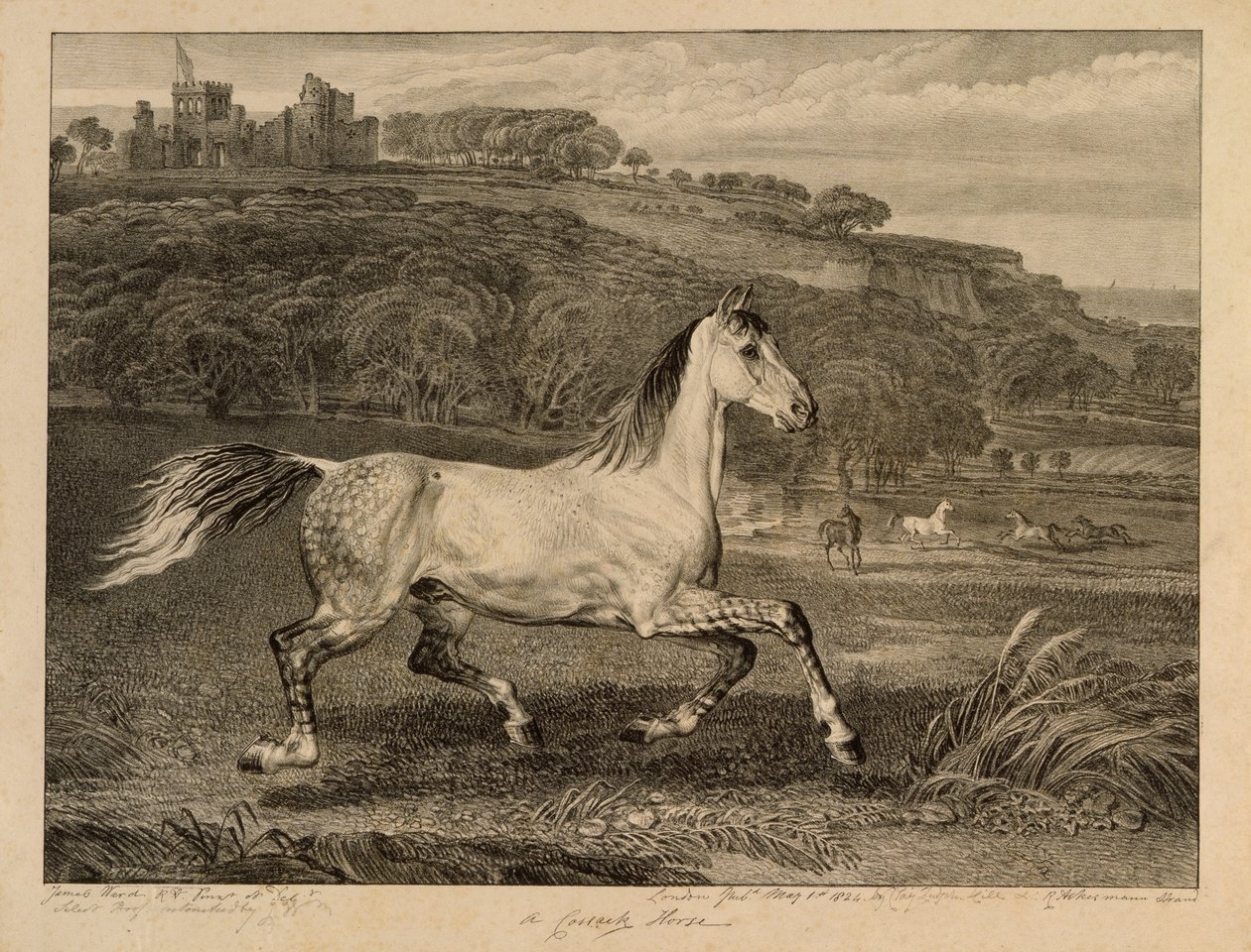 Cossack Horse, fra Celebrated Horses, et sett med fjorten racingtrykk utgitt av kunstneren, 1823-24 av James Ward