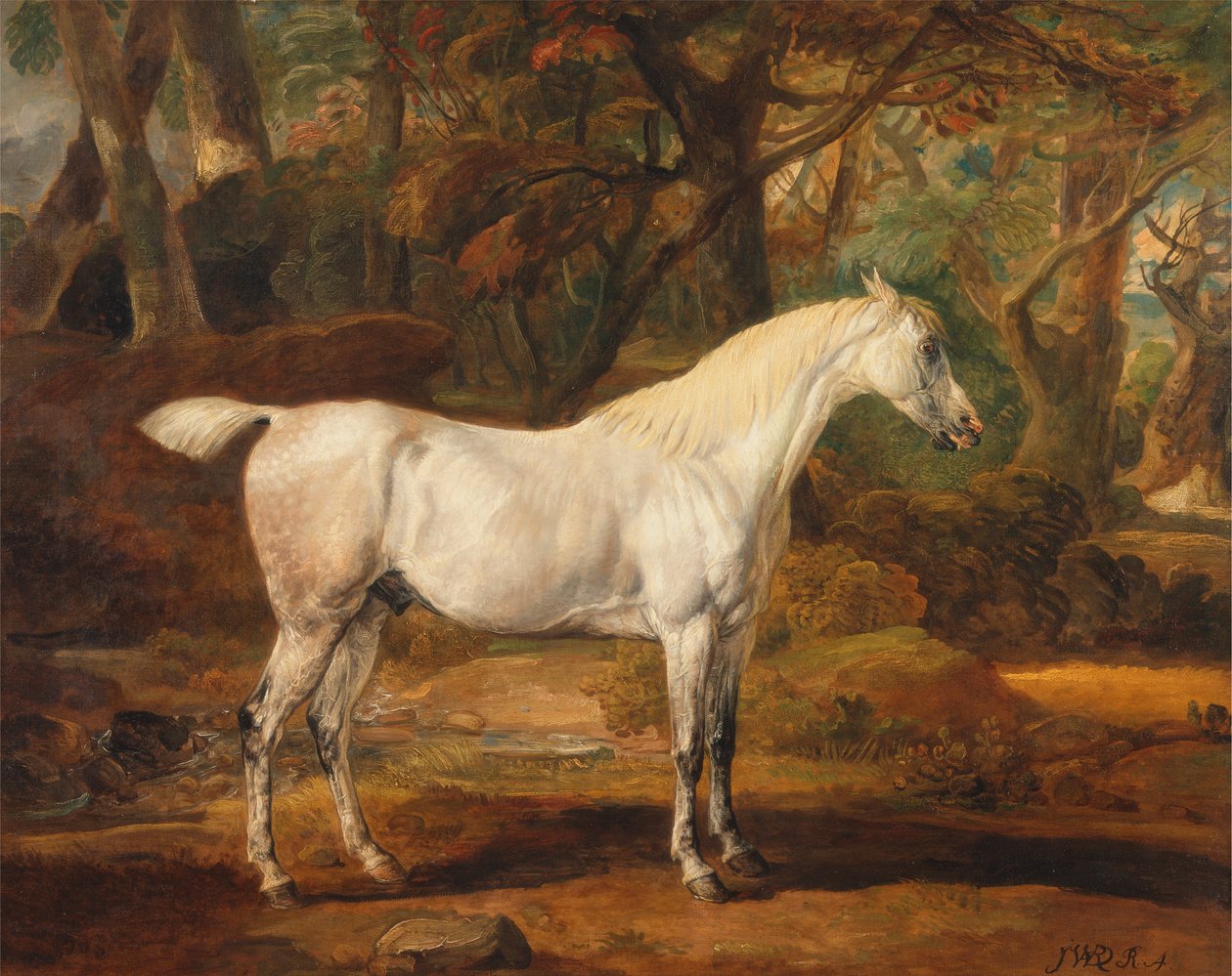 Grå arabisk hingst, eiendommen til Sir Watkin Williams-Wynn av James Ward