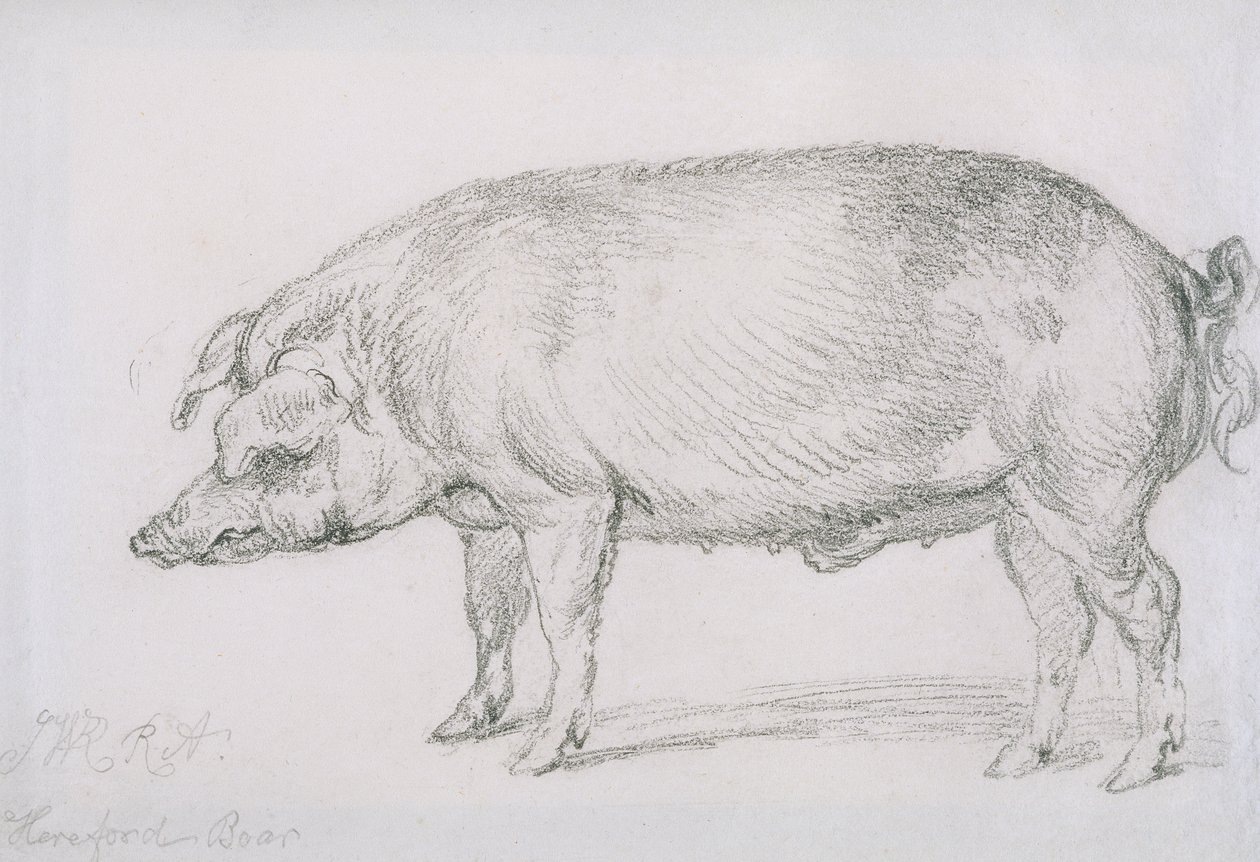Hereford Boar, ca. 1803-04 (blyant på papir) av James Ward