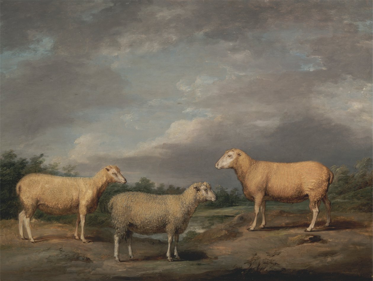 Ryelands Sheep, King's Ram, King's Ewe og Lord Somerville's Wether av James Ward
