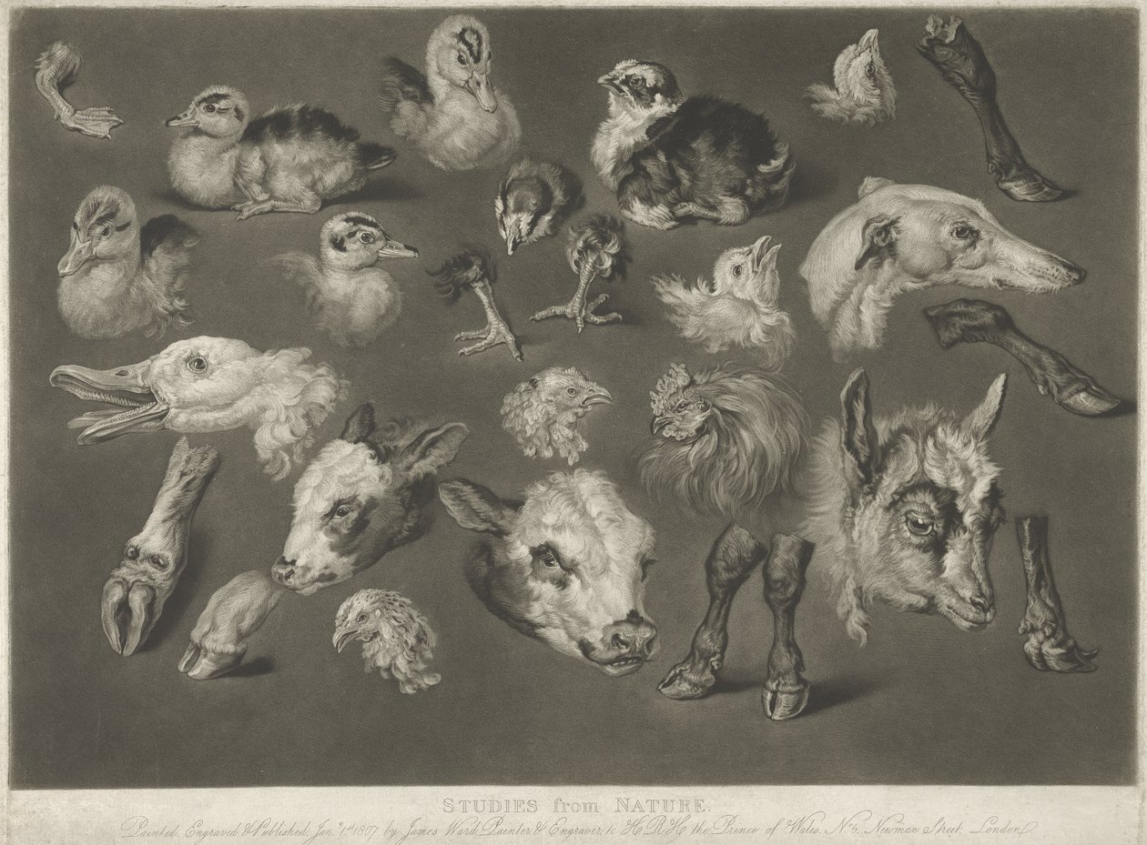 Studier fra naturen, 1807 av James Ward