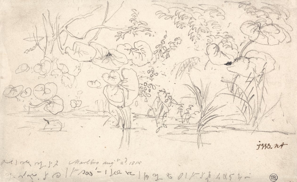 Studier av planter, 2. august 1815 av James Ward
