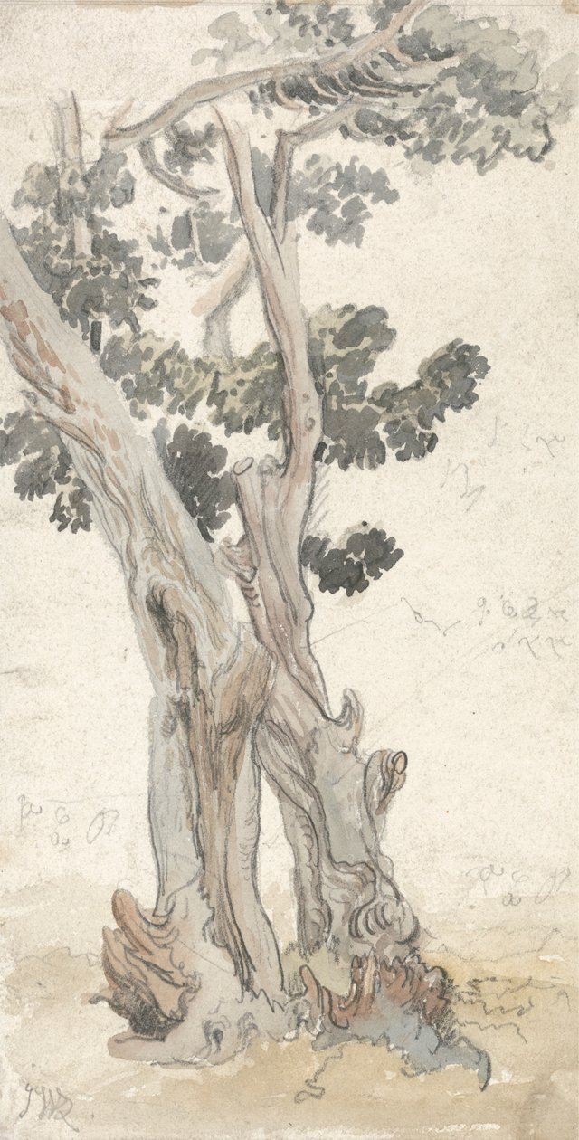 Studie av et tre av James Ward