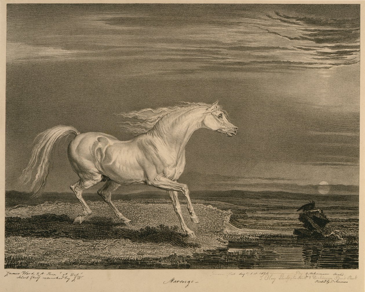 Marengo, fra Celebrated Horses, et sett med fjorten racingtrykk utgitt av kunstneren, 1823-24 av James after Ward