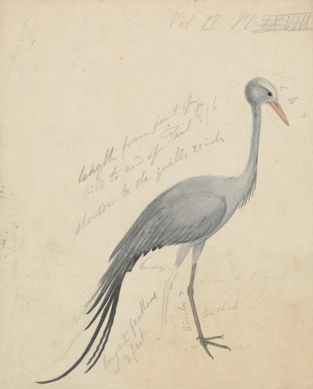 En kran av James de Carle Sowerby