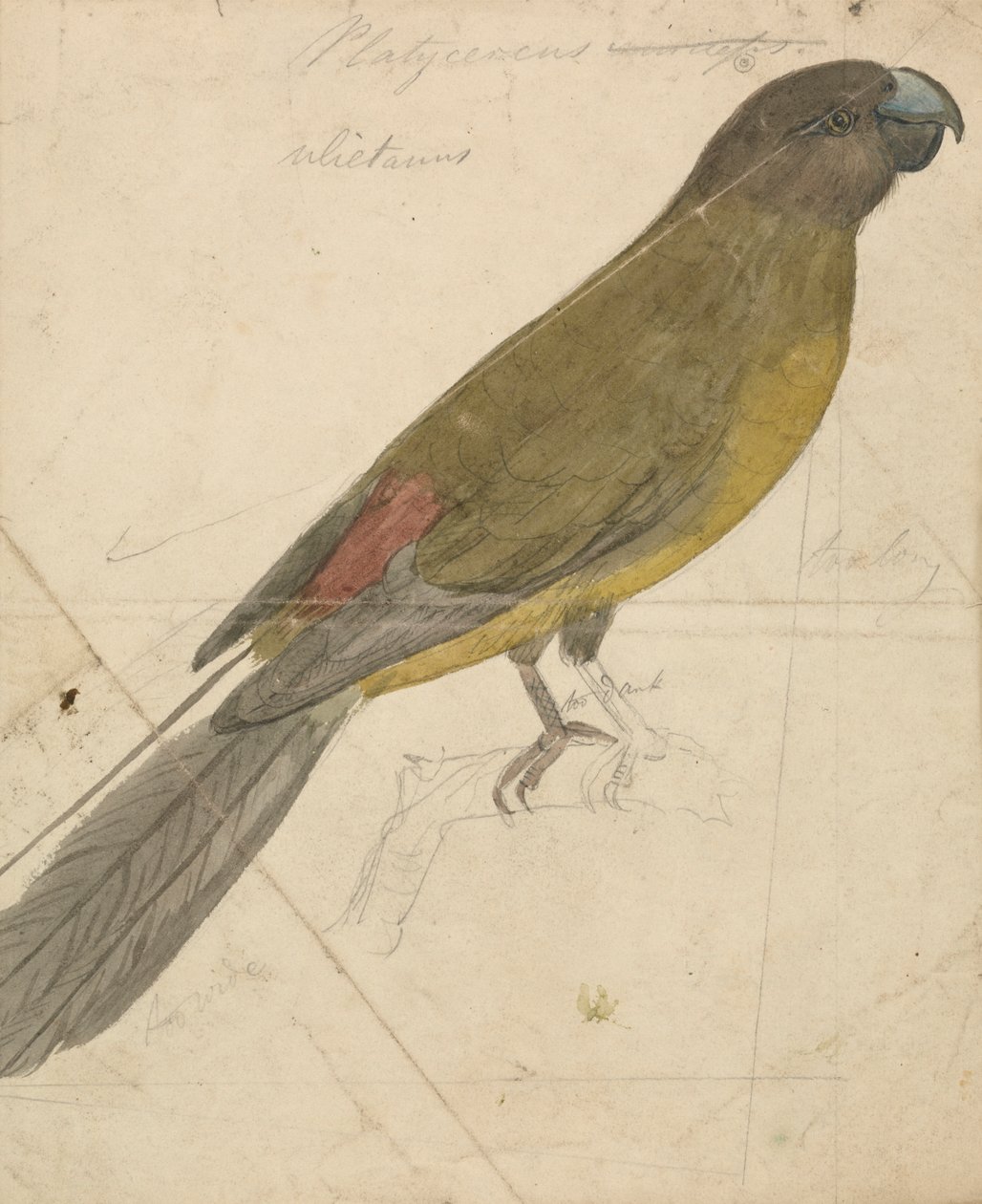 En papegøye av James de Carle Sowerby