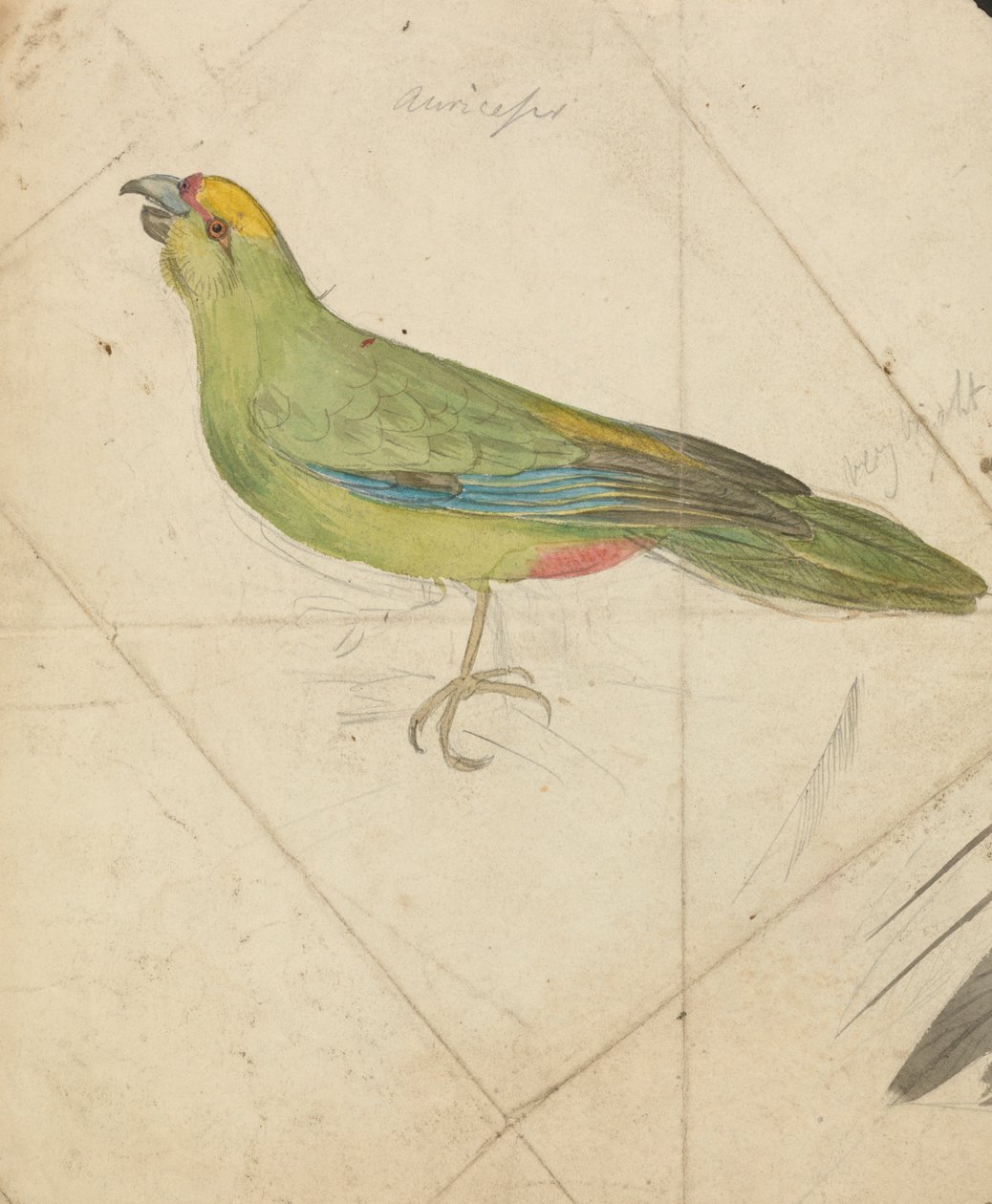 En papegøye av James de Carle Sowerby