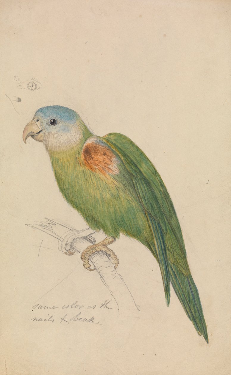 En papegøye av James de Carle Sowerby