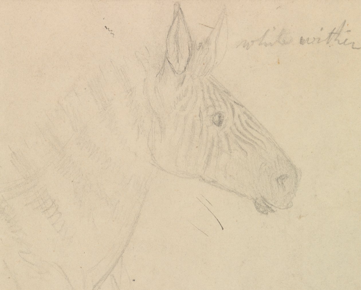Sebra av James de Carle Sowerby