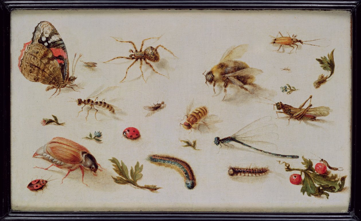 En studie av insekter av Jan the Elder Brueghel