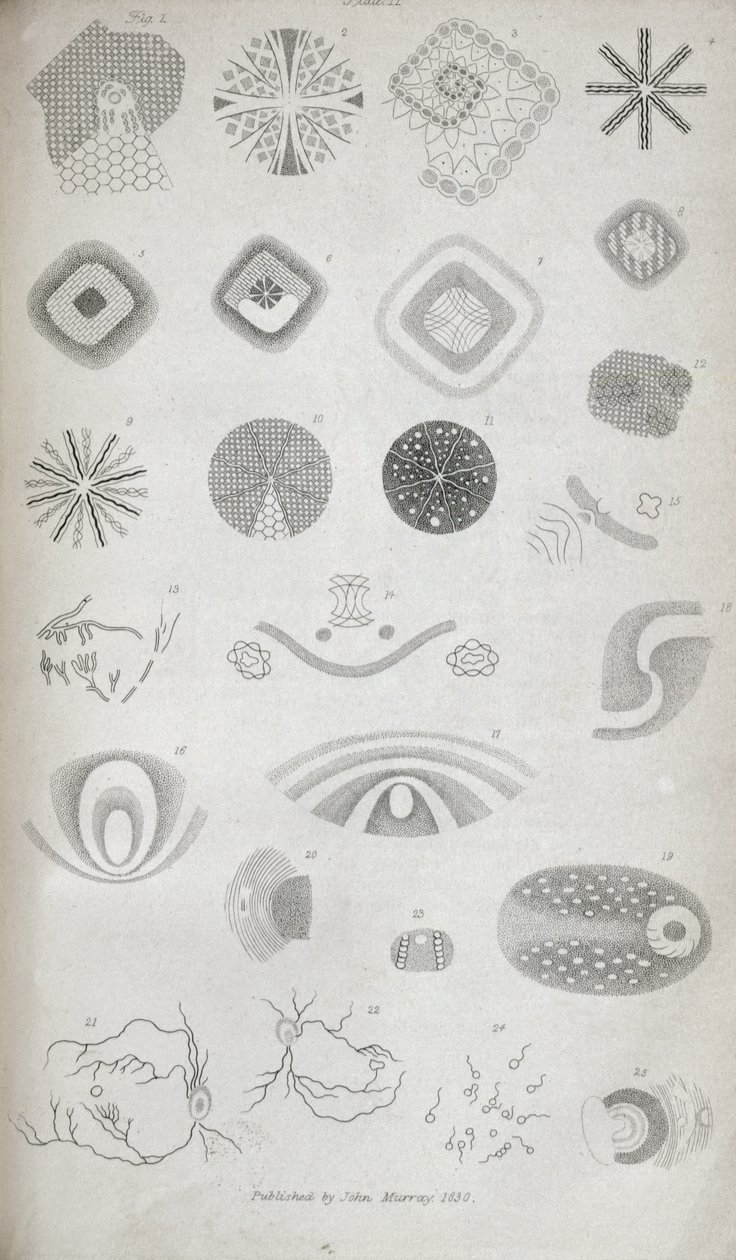 Plate II fra 