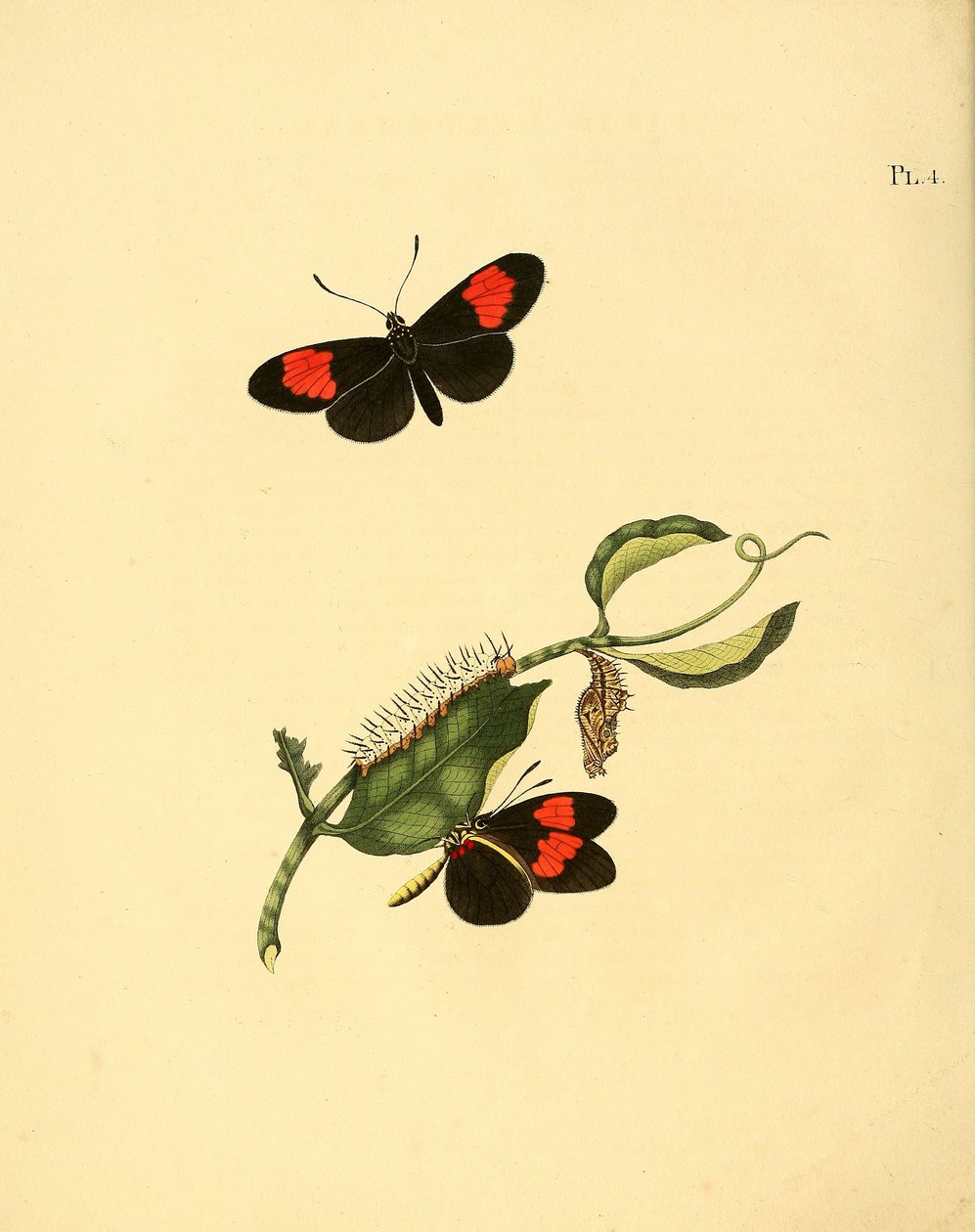 Heliconius melpomene av Jan Christiaen Sepp