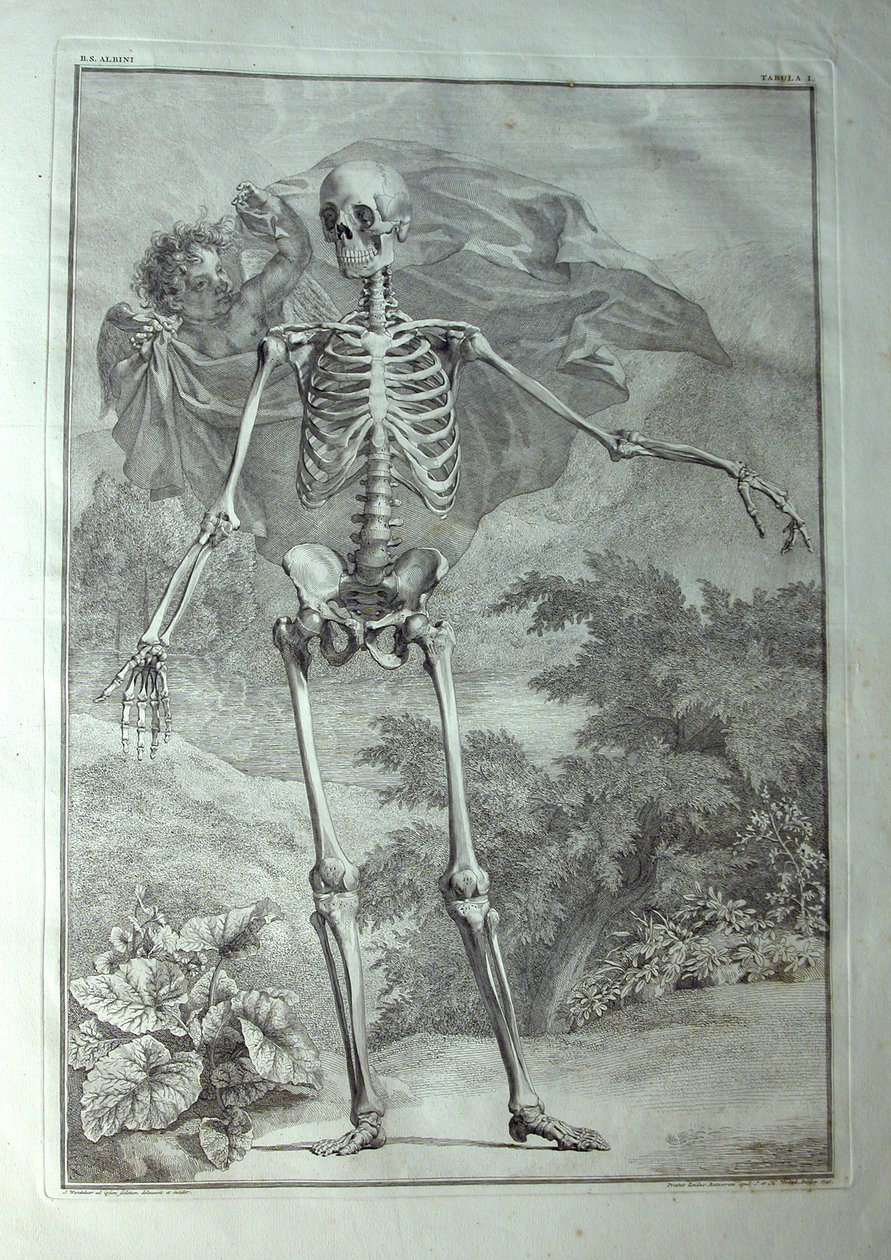 Albinus I, Pl. I: Skjelett, illustrasjon fra 'Den menneskelige kroppens skjelettmuskler', av Bernhard Siegfried Albinus (1697-1770), utgitt av J.undH. Verbeek, bibliop., Leiden, 1740 av Jan Wandelaar