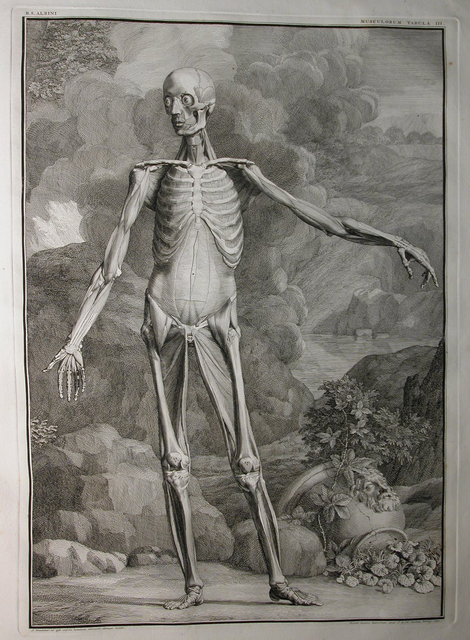 Albinus I, Pl. III: Muskulatur, illustrasjon fra 