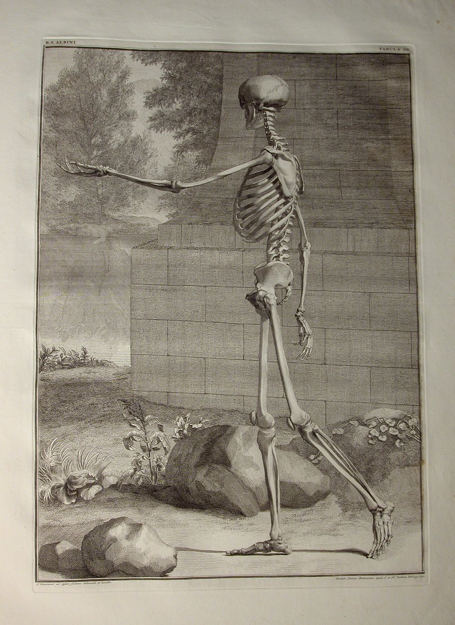 Albinus I, Pl. III: Skjelett, illustrasjon fra 'Den menneskelige kroppens skjelettmuskler', av Bernhard Siegfried Albinus (1697-1770), utgitt av J.undH. Verbeek, bibliop., Leiden, 1747 (gravering) av Jan Wandelaar