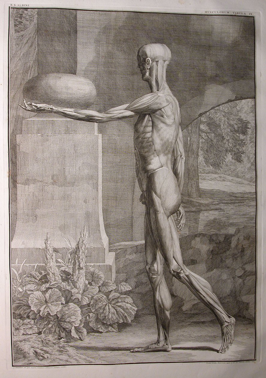 Albinus I, Pl. IX: Muskulatur, illustrasjon fra 