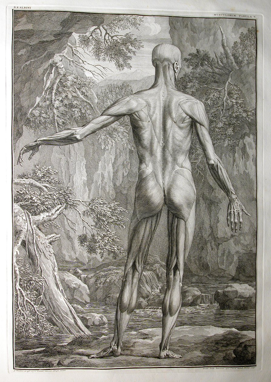 Albinus I, Pl. V: Muskulatur, illustrasjon fra 