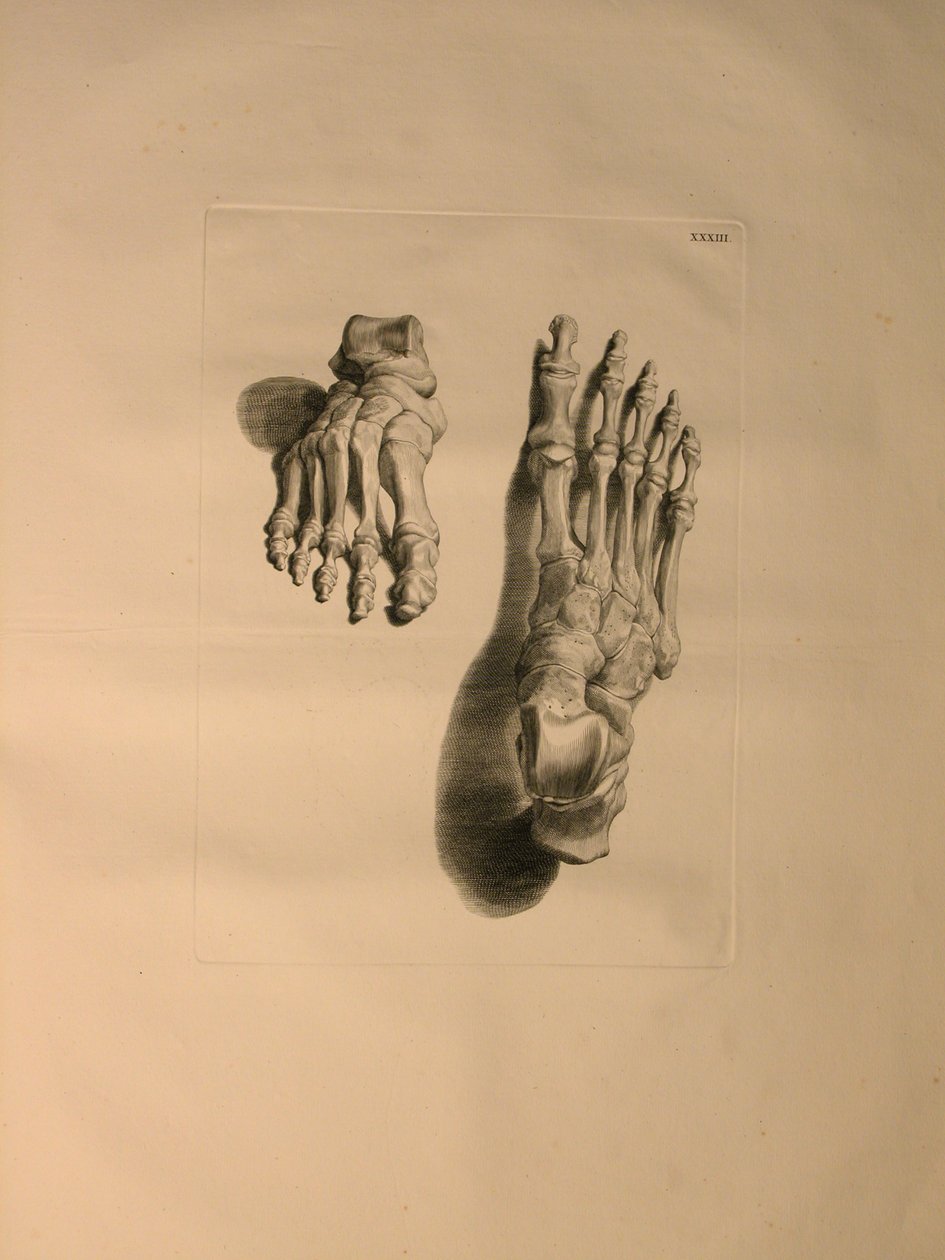 Albinus II, Pl. 33: Skeleton of a Foot, illustrasjon fra 