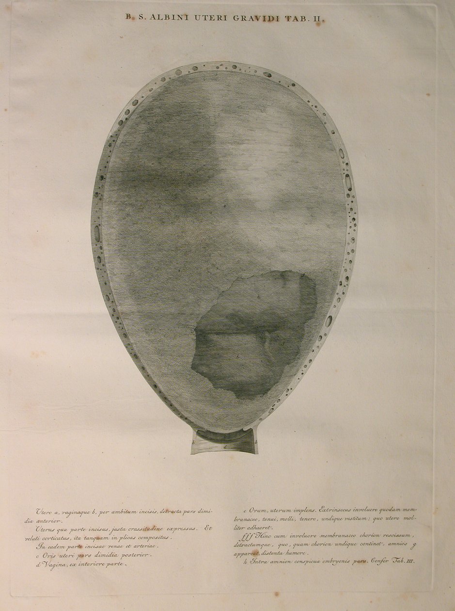 Albinus, Uterus, Pl. II, illustrasjon fra 'Tables of human bones', av Bernhard Siegfried Albinus (1697-1770), utgitt av J.undH. Verbeek, bibliop., Leiden, 1753 av Jan Wandelaar