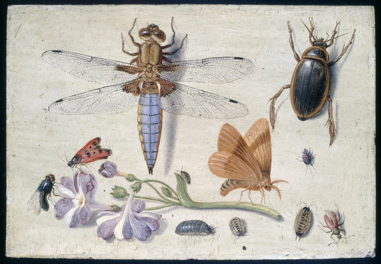 En hane, bille, trelus og andre insekter, med en kvist av Auricula, tidlig på 1650-tallet (olje på kobber) av Jan van Kessel the Elder